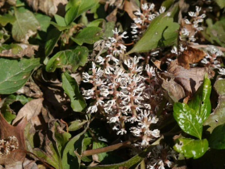 Procumbens Pachysandra Roots - 5 Allegheny Spurge Ground Cover Plants - Pachysandra procumbens for Shade Gardens