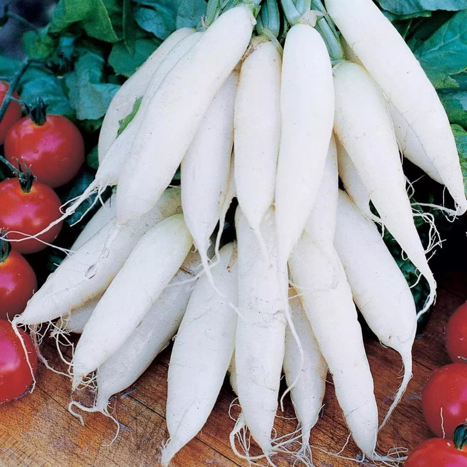White Icicle Radish Seeds - Organic Non-GMO Heirloom Raphanus sativus for Fresh Salad Garnishes, 50+ Seeds