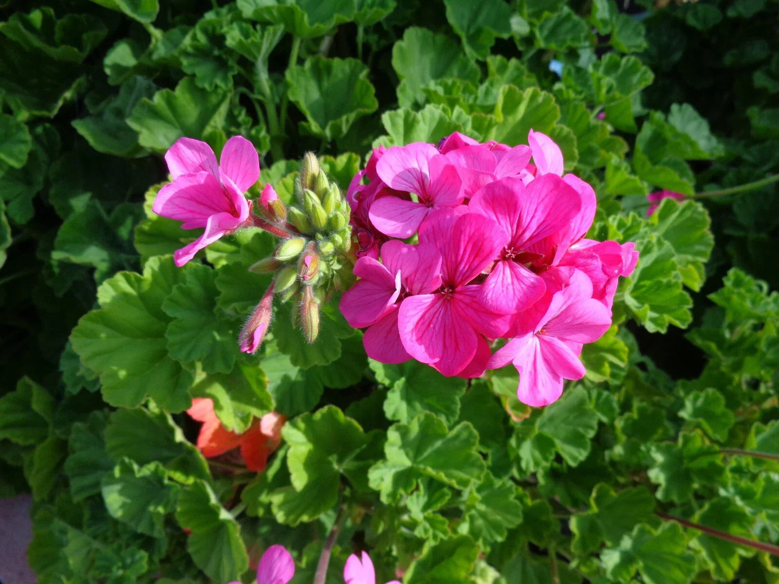 Hardy Pink Geranium Cuttings - 30 Fresh Pelargonium graveolens Propagation Material