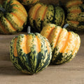 Sweet Dumpling Squash Seeds - Organic Vegetable Seeds, Cucurbita pepo, Bush Type, Non-GMO, USA Grown, Free Shipping