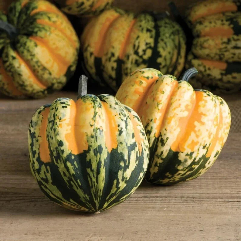 Sweet Dumpling Squash Seeds - Organic Vegetable Seeds, Cucurbita pepo, Bush Type, Non-GMO, USA Grown, Free Shipping