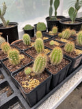 Tricho Hybrid Succulent Plant 4” Pot | Easy Care Cactus | Trichocereus spp. | Indoor & Outdoor Decor
