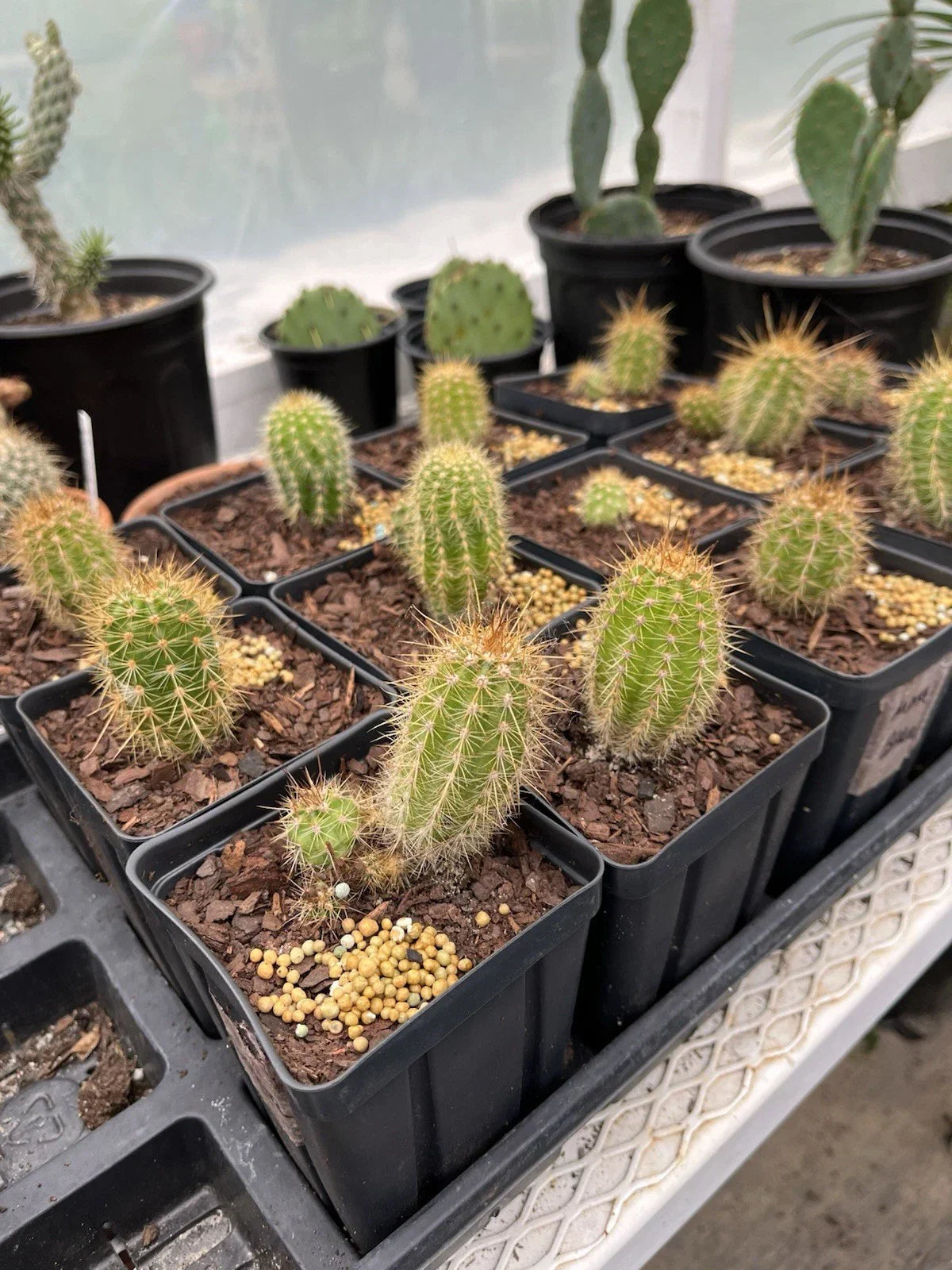 Tricho Hybrid Succulent Plant 4” Pot | Easy Care Cactus | Trichocereus spp. | Indoor & Outdoor Decor