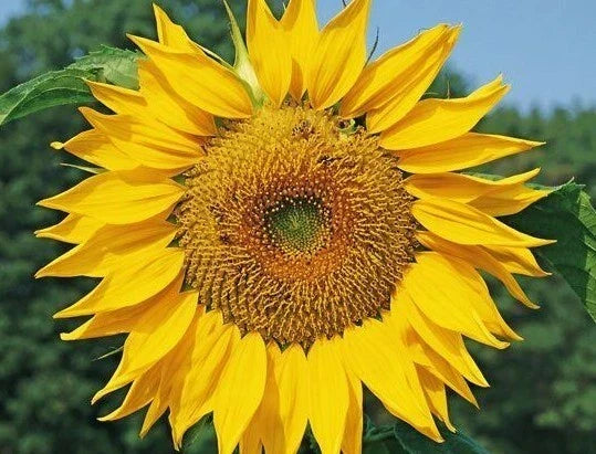 Dwarf Sunflower Seeds - Shorty 2 FT Helianthus annuus, Bees Friendly, Compact Annual for Gardens & Containers