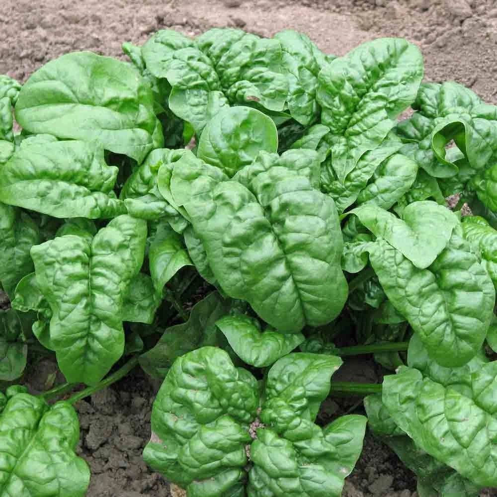 Giant Nobel Spinach Seeds - Organic Heirloom Vegetable Seeds for Container Gardening - Spinacia oleracea, Nutrient-Rich, Easy to Grow