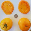 Golden Jubilee Flower Seeds - 25 Pack Heirloom Bright Yellow Bloom Pollinator Attracting Annual
