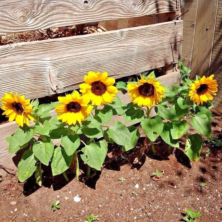 Dwarf Sunflower Seeds - Sunspot Variety - Native Wildflower Annual for Containers & Gardens - Helianthus annuus