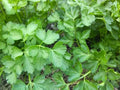 Plain Parsley Seeds - 750+ Non-GMO Seeds for Culinary Herb Gardening - Petroselinum crispum