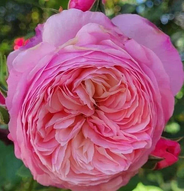 Wedding Rose Cuttings - Con Stan Rose Stem Pack for Bouquets and Gardens - Rosa 'Con Stan'