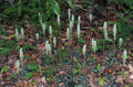 Live Rattlesnake Orchid Plant - 20 Root Systems - Perennial Goodyera oblongifolia for Shade Gardens & Pollinator Attracting