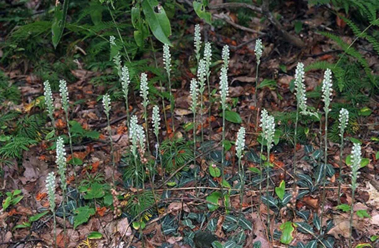 Live Rattlesnake Orchid Plant - 20 Root Systems - Perennial Goodyera oblongifolia for Shade Gardens & Pollinator Attracting
