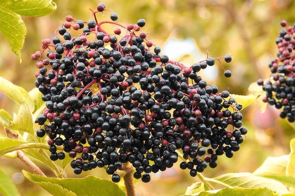 American Elderberry Seeds - Organic Sambucus canadensis for Gardening & Landscaping, 50 Count