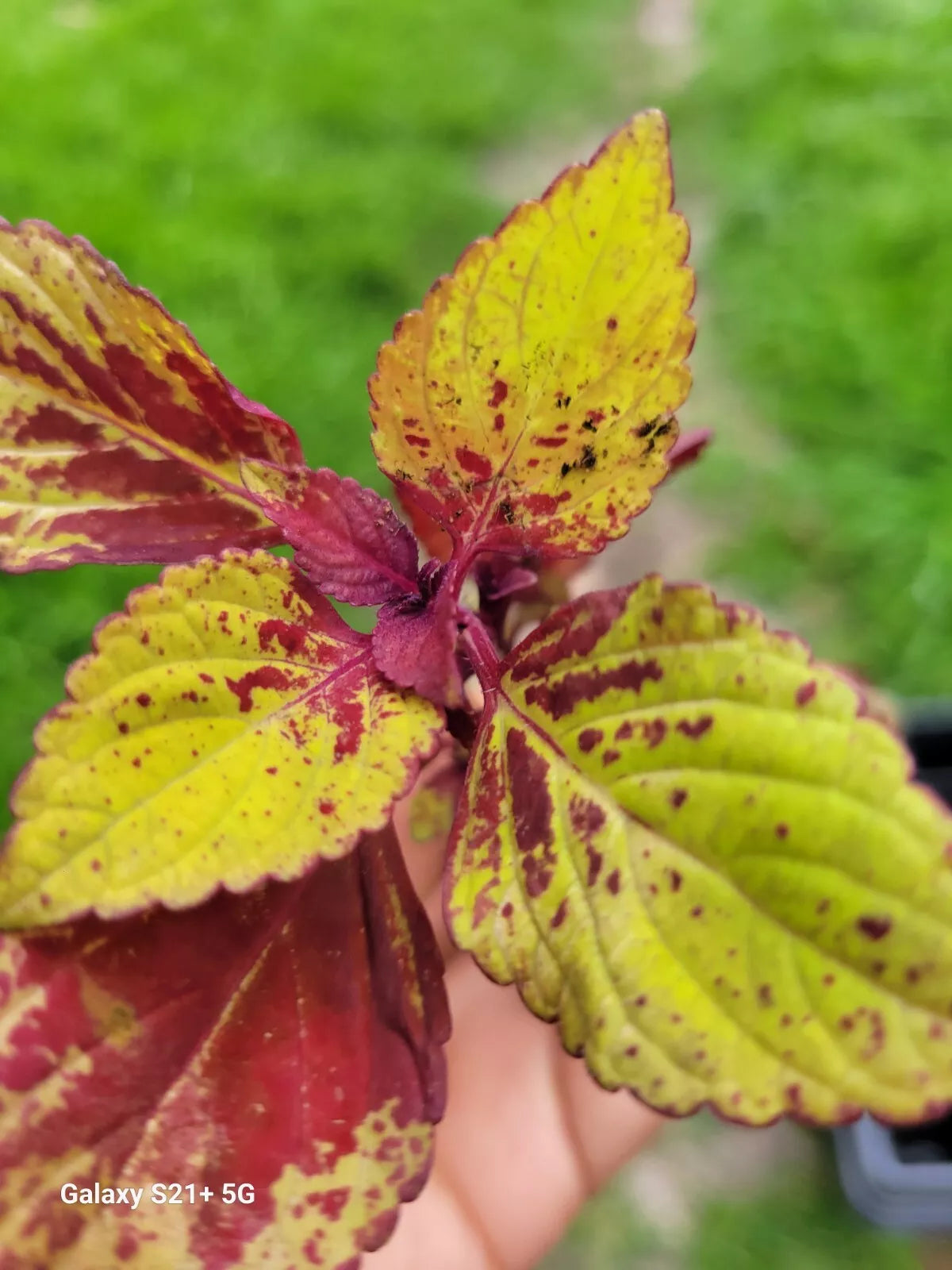 Coleus Live Plant 4" Pineapple Express Stained Glassworks Colorful Foliage Easy Care Indoor Outdoor