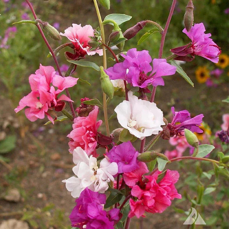 Clarkia Unguiculata Flower Seeds, Annual Wildflower Seeds, Pink, Purple, White, Non-GMO, Easy to Grow