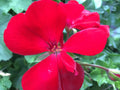 Ivy Zonal Geranium Cuttings 3 Pack Deep Velvet Red Pelargonium for Hanging Baskets and Containers