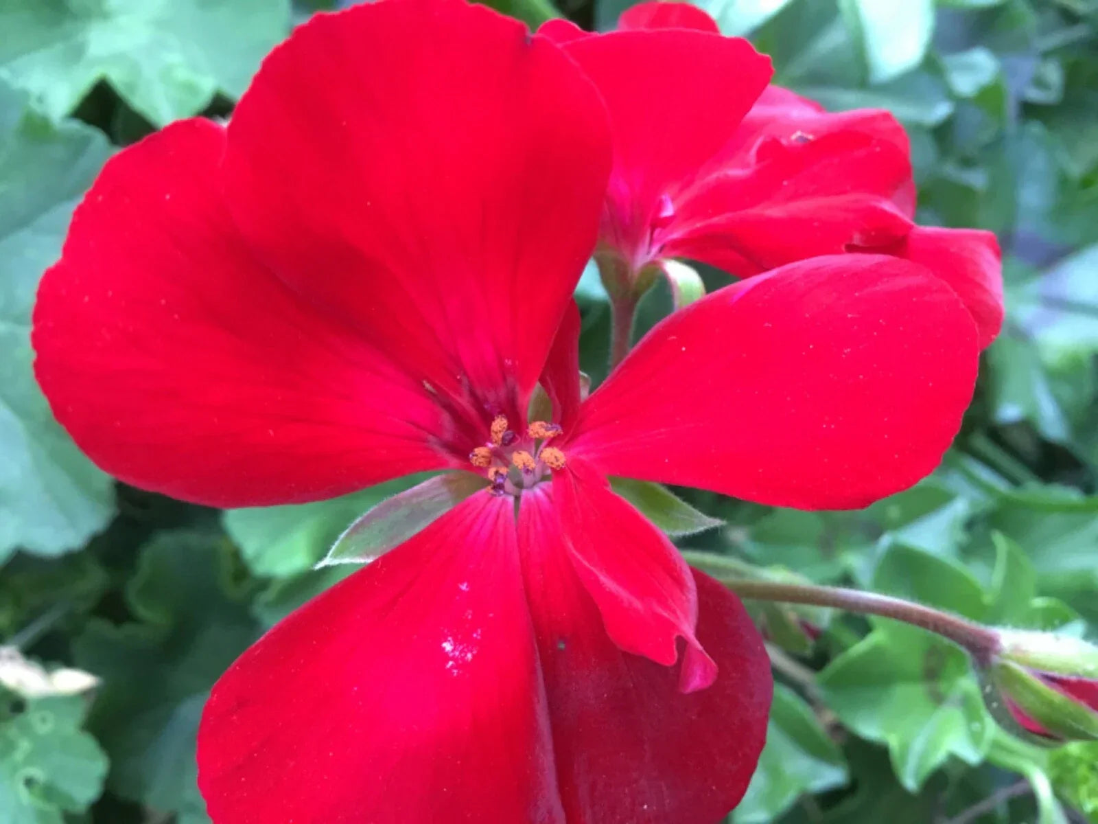 Ivy Zonal Geranium Cuttings 3 Pack Deep Velvet Red Pelargonium for Hanging Baskets and Containers