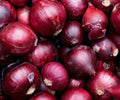 Red Burgundy Onion Seeds 250+ Allium cepa Culinary Vegetable Garden Grow Your Own