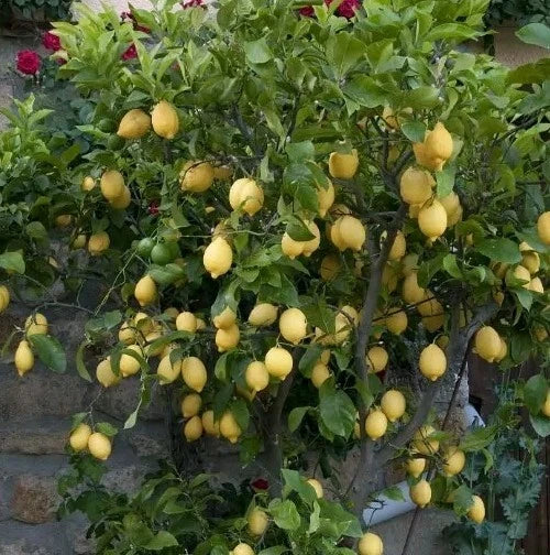 Live Lemon Tree Seedling 4-Inch Eureka Citrus limon Indoor/Outdoor Starter Plant