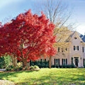 Red Japanese Maple Tree Seeds - 10 Pack | Acer palmatum atropurpureum | Cold Hardy Bonsai & Ornamental Plant