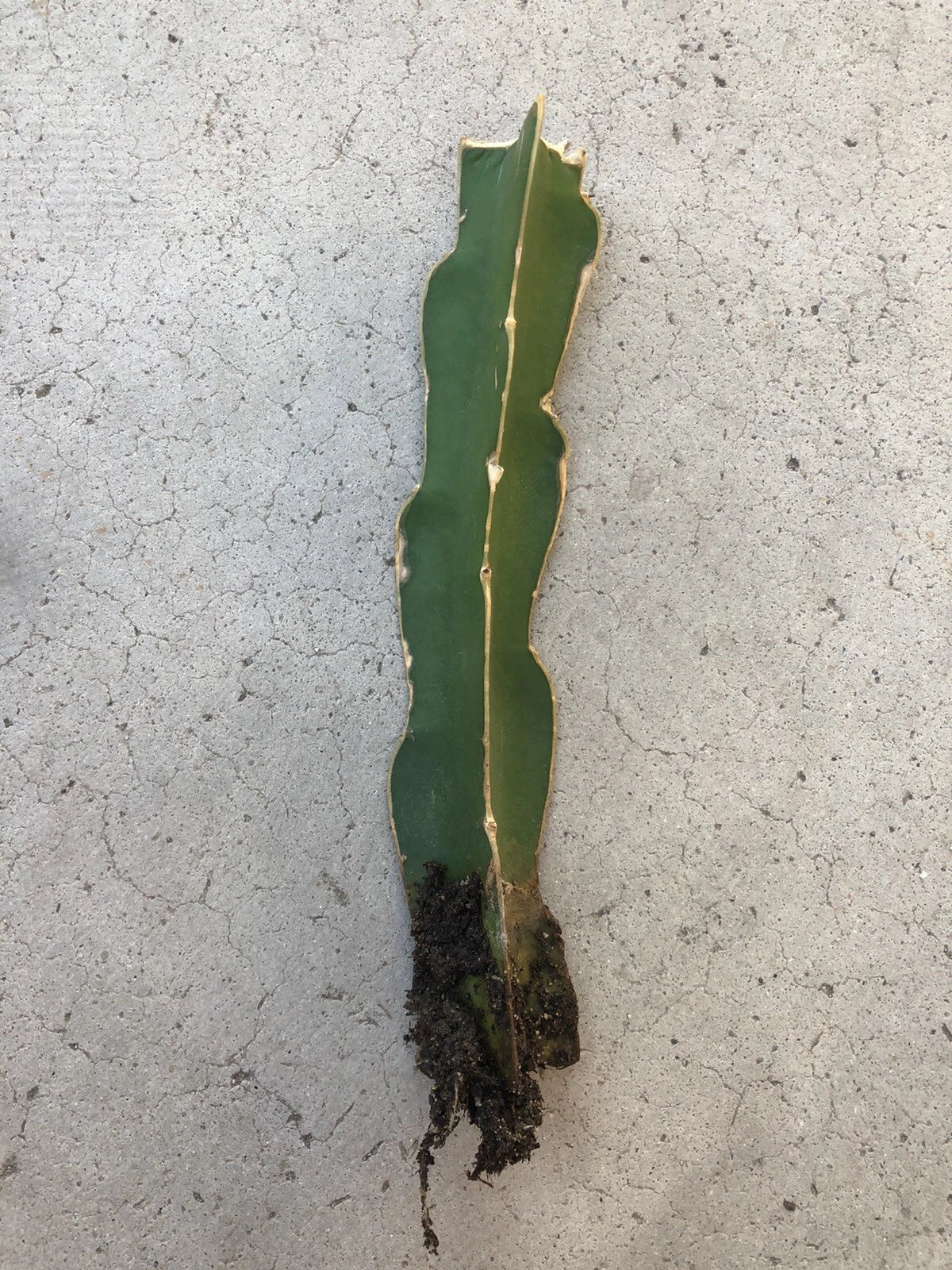 Rooted White Dragon Fruit Cutting - Pitaya Cactus Hylocereus undatus for Gardening & Indoor Growing
