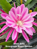 Epiphyllum Orchid Cactus Zotz 4-Inch Rooted Indoor Houseplant, Easy Care, Unique Trailing Blooming Cactus