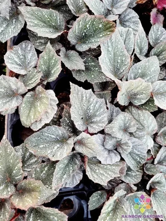 White Rex Begonia Seeds – Garden & Indoor Planting – Begonia rex – Non-GMO, Ornamental Foliage, USA