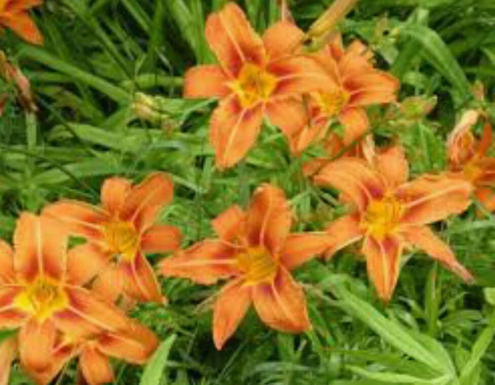 Orange Daylily Bulbs Pack of 10 – Hemerocallis fulva Wildflower Ditch Lily for Garden Borders