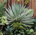 Agave Baby Cuttings - 5 Variegated Caribbean Agave Plants | Agave angustifolia variegata