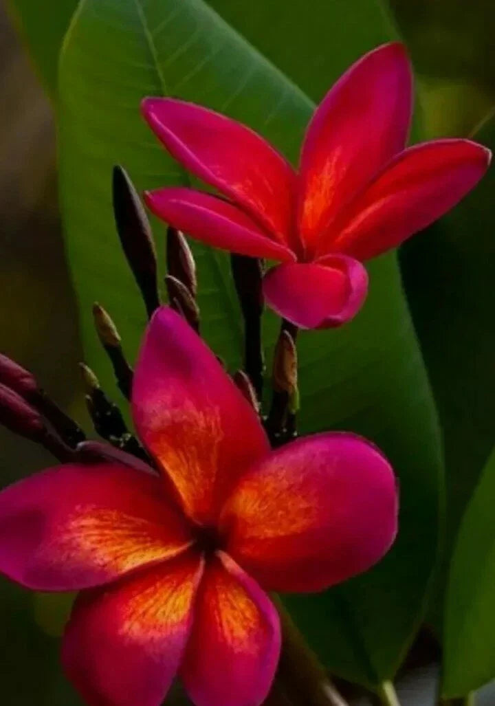 Red Root Plumeria Plant in 3-Inch Pot, Live Frangipani (Plumeria rubra) for Garden or Indoor