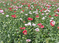 Mixed Colors Poppy Seeds - Large Pods, Non-GMO Papaver somniferum, 1000 Seeds for Garden, Borders & Wildflowers