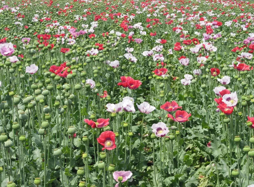 Mixed Colors Poppy Seeds - Large Pods, Non-GMO Papaver somniferum, 1000 Seeds for Garden, Borders & Wildflowers