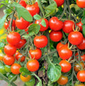 Large Red Cherry Tomato Seeds | Heirloom Solanum lycopersicum | Juicy, Flavorful, Indeterminate, 2025 Variety
