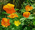 Welsh Poppy Seeds - 150+ Orange and Yellow Mixed Flower Seeds - Hardy Perennial - Meconopsis cambrica