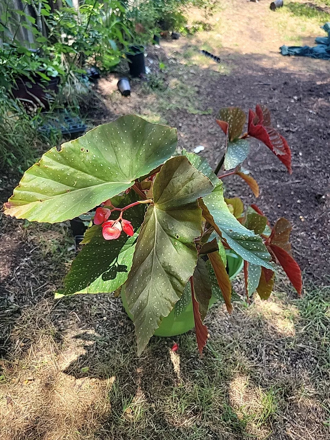Torch Pink Angel Wing Begonia Live Plant in 4" Pot, Vibrant Pink Foliage, Indoor Houseplant, Begonia maculata 'Torch Pink'