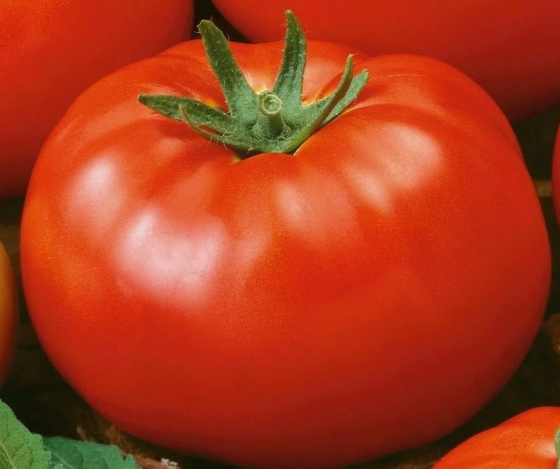 Red Brandywine Tomato Seeds – Indeterminate Heirloom Vegetable Seeds, Solanum lycopersicum, 50+ Pack for Garden & Container Growing