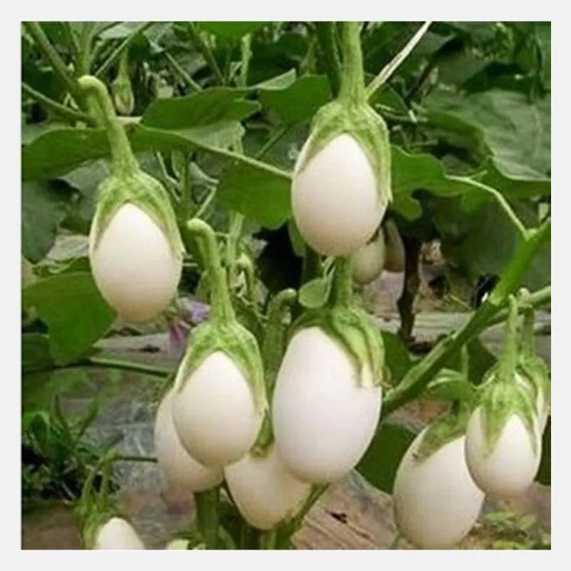 White Eggplant Seeds - 50+ Non-GMO Vegetable Seeds for Home Garden, Solanum Melongena, White Oval Fruits, USA Grown