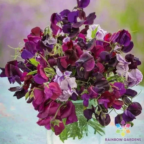 Burgundy Mix Sweet Pea Seeds - 50+ Pack, Fragrant Annual Climbing Vine, Lathyrus odoratus, Garden Planting, USA