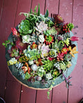 Assorted Succulent Cuttings - 20 Pieces, 18 Varieties, Indoor & Outdoor Gardening, Easy Care, Perfect for Arrangements & Decor