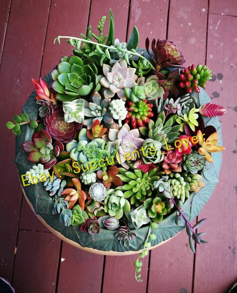 Assorted Succulent Cuttings - 20 Pieces, 18 Varieties, Indoor & Outdoor Gardening, Easy Care, Perfect for Arrangements & Decor