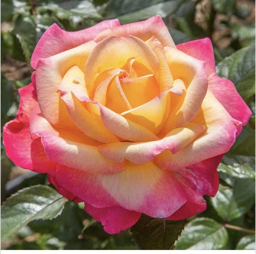 Bicolor Peachy Yellow Pink Fragrant Rose Cuttings 6 Inch Rosa spp. 5 Pieces Garden Flowers