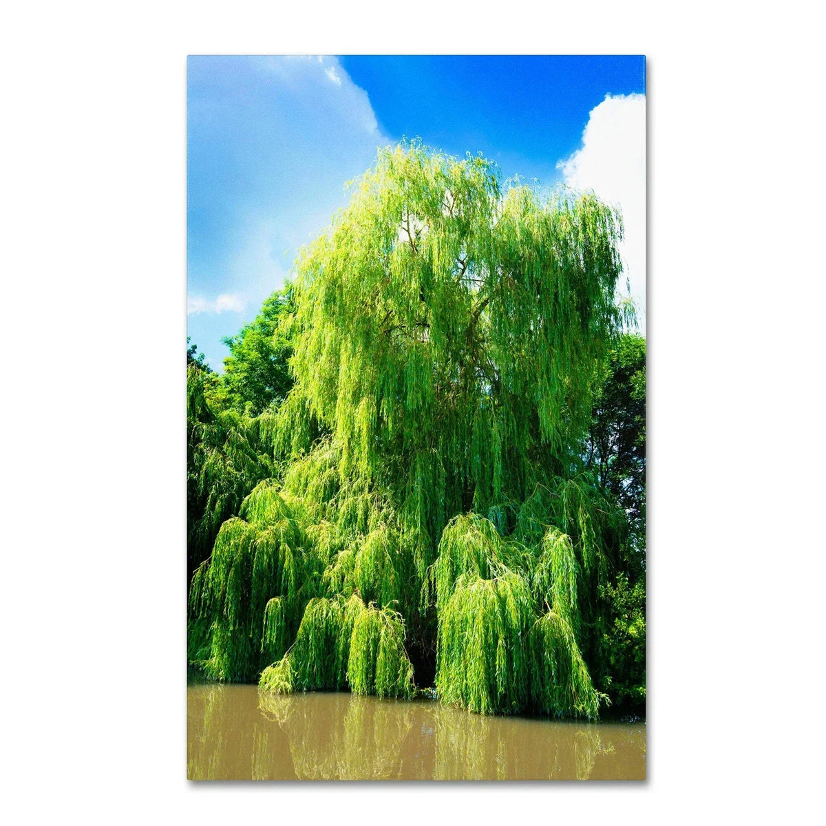 Weeping Willow Cuttings - 4 Bright Green Salix babylonica Tree Clippings for Gardening and Landscaping