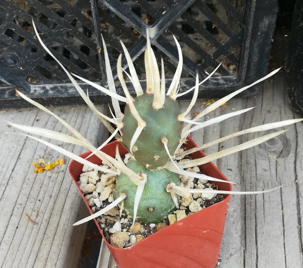 Tephrocactus articulatus v. papyracanthus Paper Spine Cactus Nuggets – Lot of 4 Succulents for Home Decor, Drought Tolerant Plant