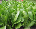 Romaine Lettuce Seeds - Paris Island Heirloom, Non-GMO, 50+ Seeds, Lactuca sativa var. longifolia, Home Garden, Salad Greens