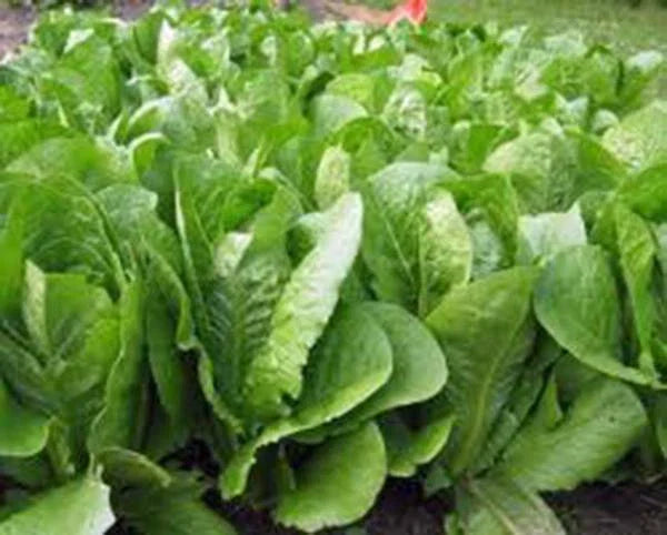 Romaine Lettuce Seeds - Paris Island Heirloom, Non-GMO, 50+ Seeds, Lactuca sativa var. longifolia, Home Garden, Salad Greens