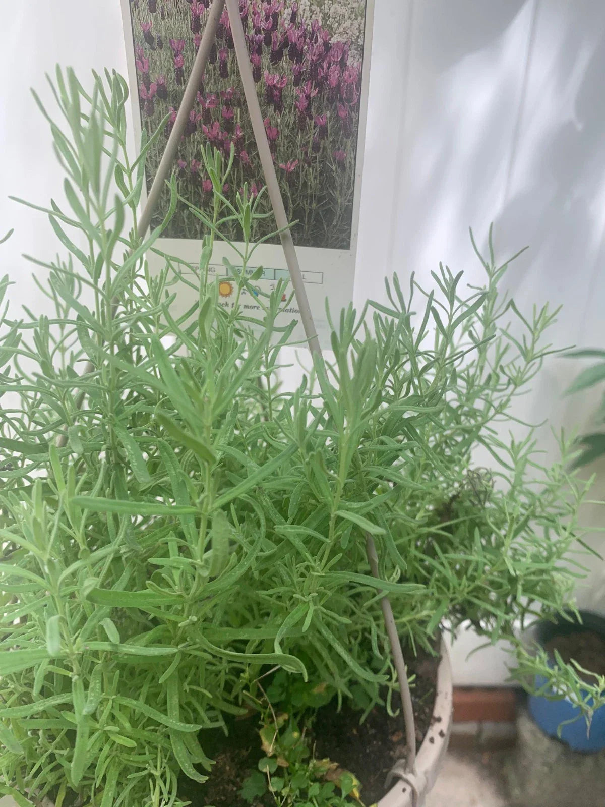 Rooted Purple Lavender Plant in 4-Inch Pot, Lavandula angustifolia, Fragrant, Drought-Tolerant, Indoor or Garden