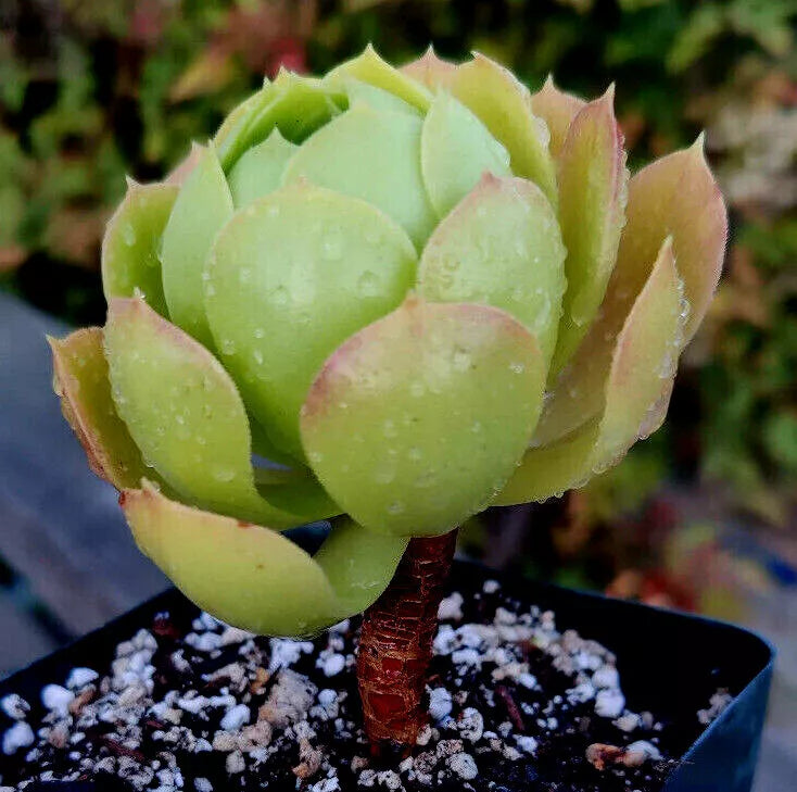 Potted Aeonium Succulent Plant - 4" Diameter - Rose Bud Appearance - Greenovia Variety