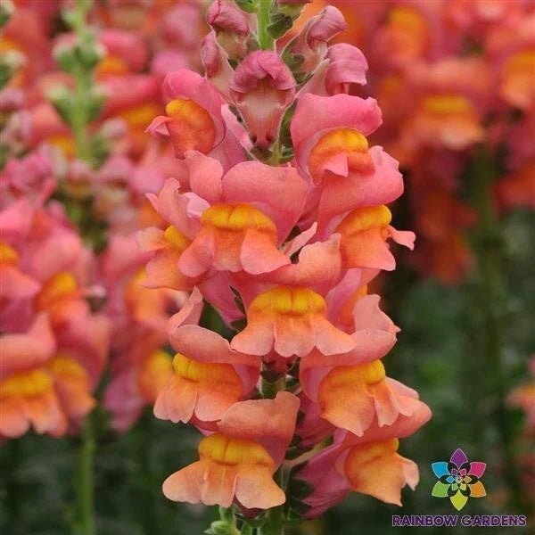 Potomac Orange Snapdragon Seeds - 1000+ Antirrhinum majus Annual for Garden Borders & Containers
