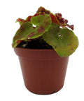 Begonia Sienna Swirl Live Plant in 2.5" Pot with Unique Spiraled Leaves Indoor Outdoor Garden
