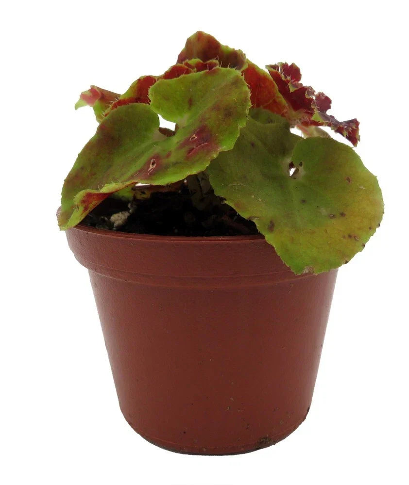 Begonia Sienna Swirl Live Plant in 2.5" Pot with Unique Spiraled Leaves Indoor Outdoor Garden