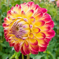 Jowey Arendal Dahlia Seeds - 25 Perennial Flower Seeds for Garden, Vibrant Blooms, Dahlia x pinnata, Full Sun, Easy to Grow